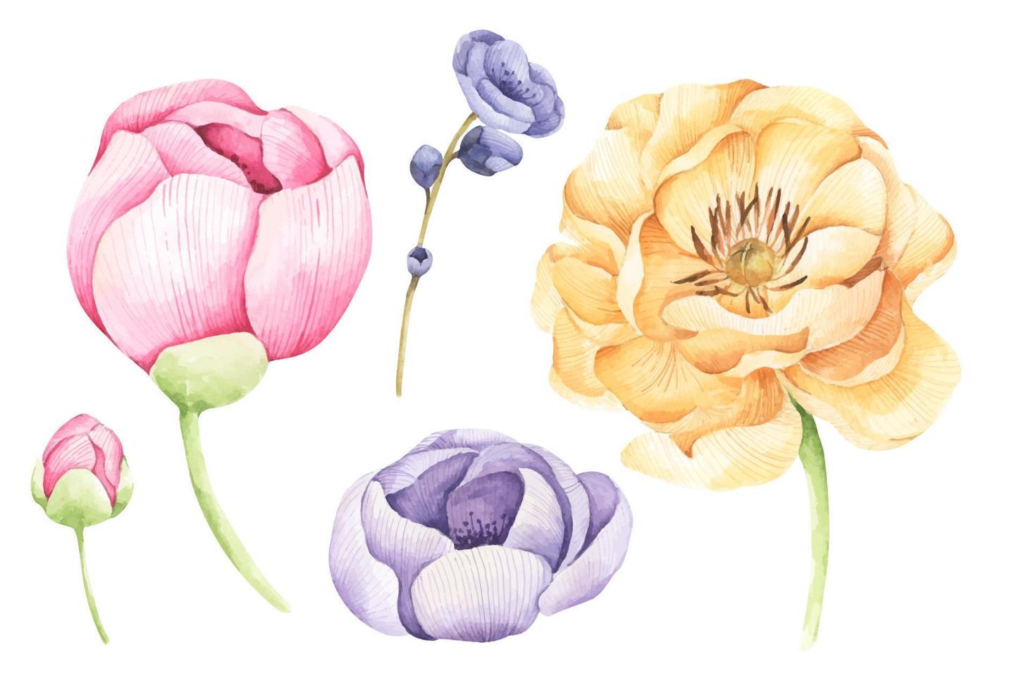 Reihe von Blumen. aquarellillustration. vektor