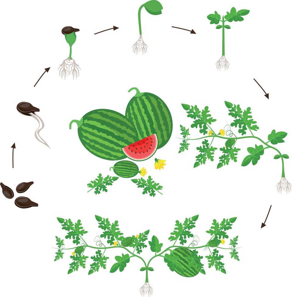 Wassermelonen-Wachstumszyklus-Vektorillustration im flachen Design. Pflanzprozess der Wassermelonenpflanze. Wassermelonen-Wachstumszyklus vom Getreide bis zur blühenden und fruchttragenden Pflanze isoliert auf weißem Hintergrund. vektor