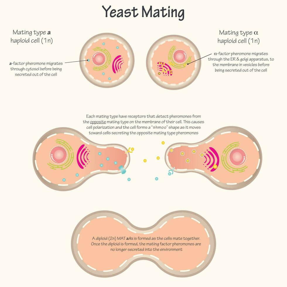 diagram över jästparning vektor