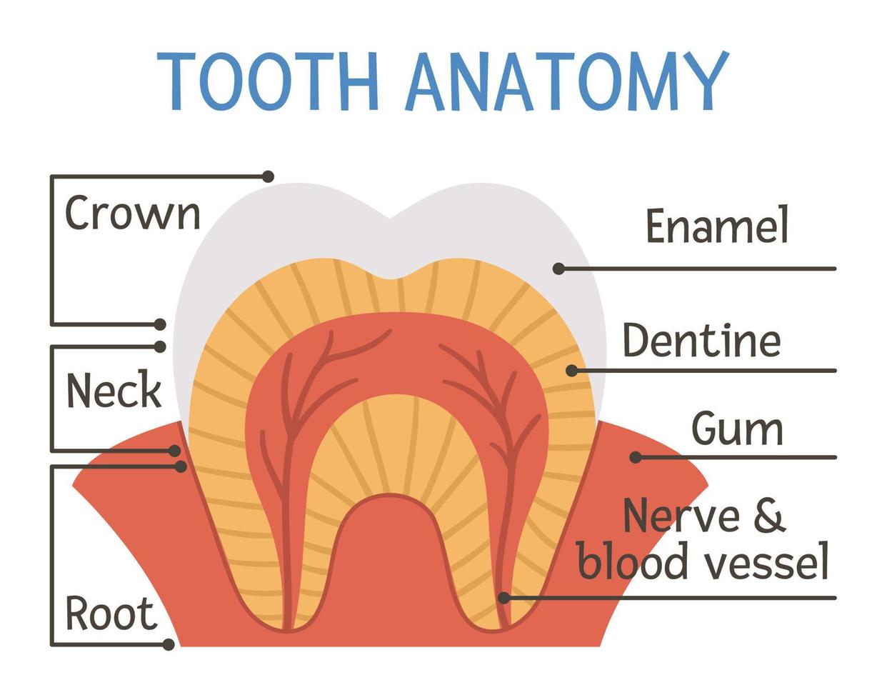 tand anatomi affisch. tänder strukturschema med inskriptioner. dentala delar illustration. tandläkare klinik pedagogisk broschyr mall. emalj, dentin och tuggummi platt bild. munvård infographic vektor