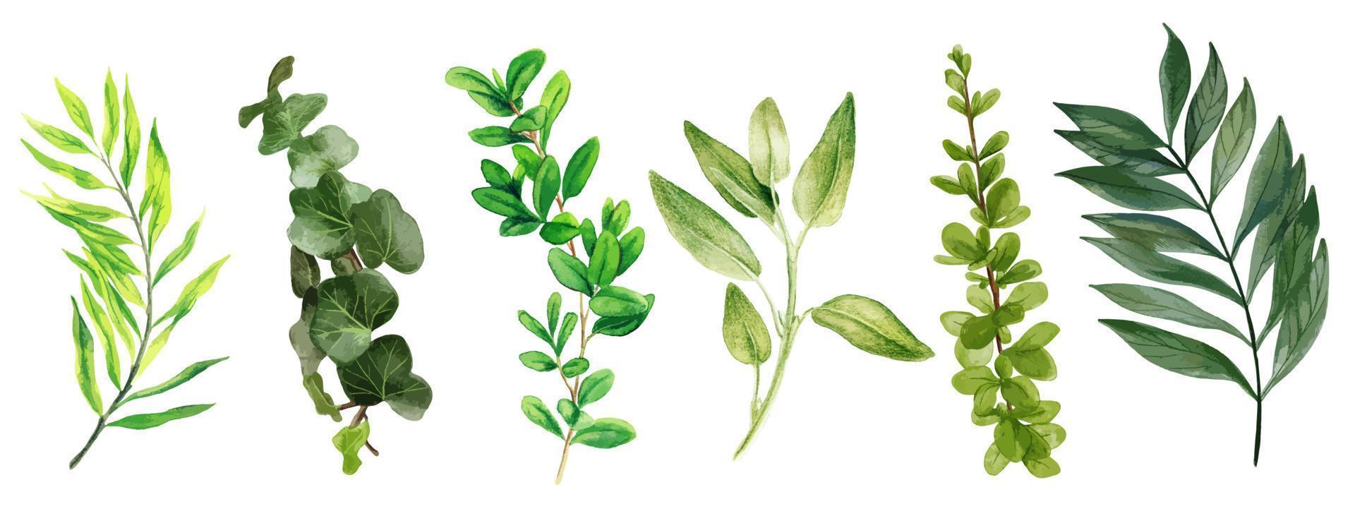 vilda löv och bindweed, akvarell ljus grönska samling, handritad vektorillustration. vektor