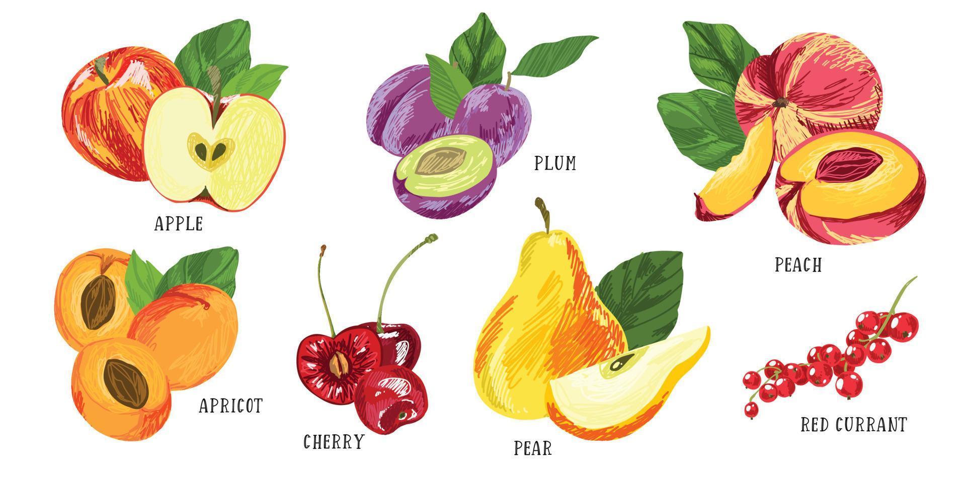 uppsättning trädgårdsfrukter, röda äpplen och vinbär vektor