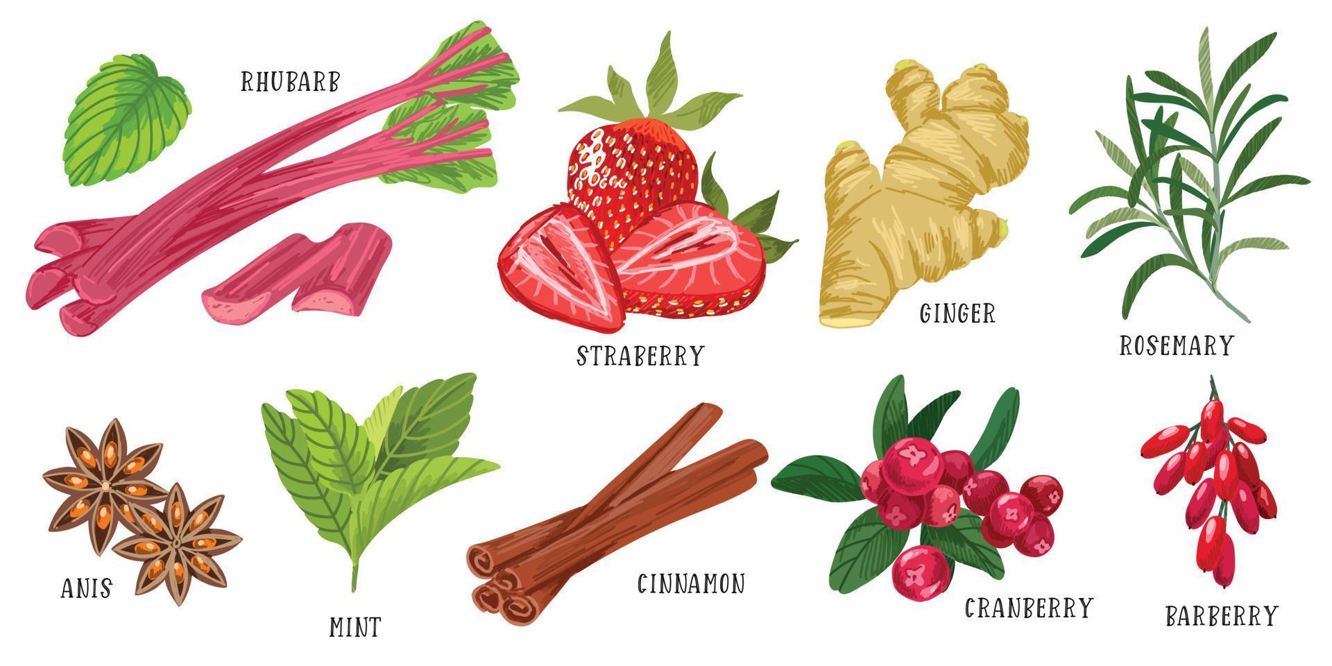 uppsättning av smaker, rabarber jordgubbar ingefära rosmarin vektor