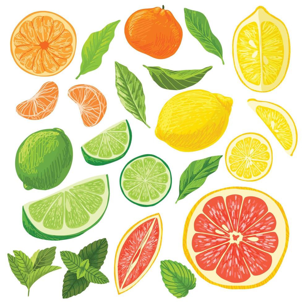 citrusfruktsamling, citroner, grapefrukter och limefrukter vektor