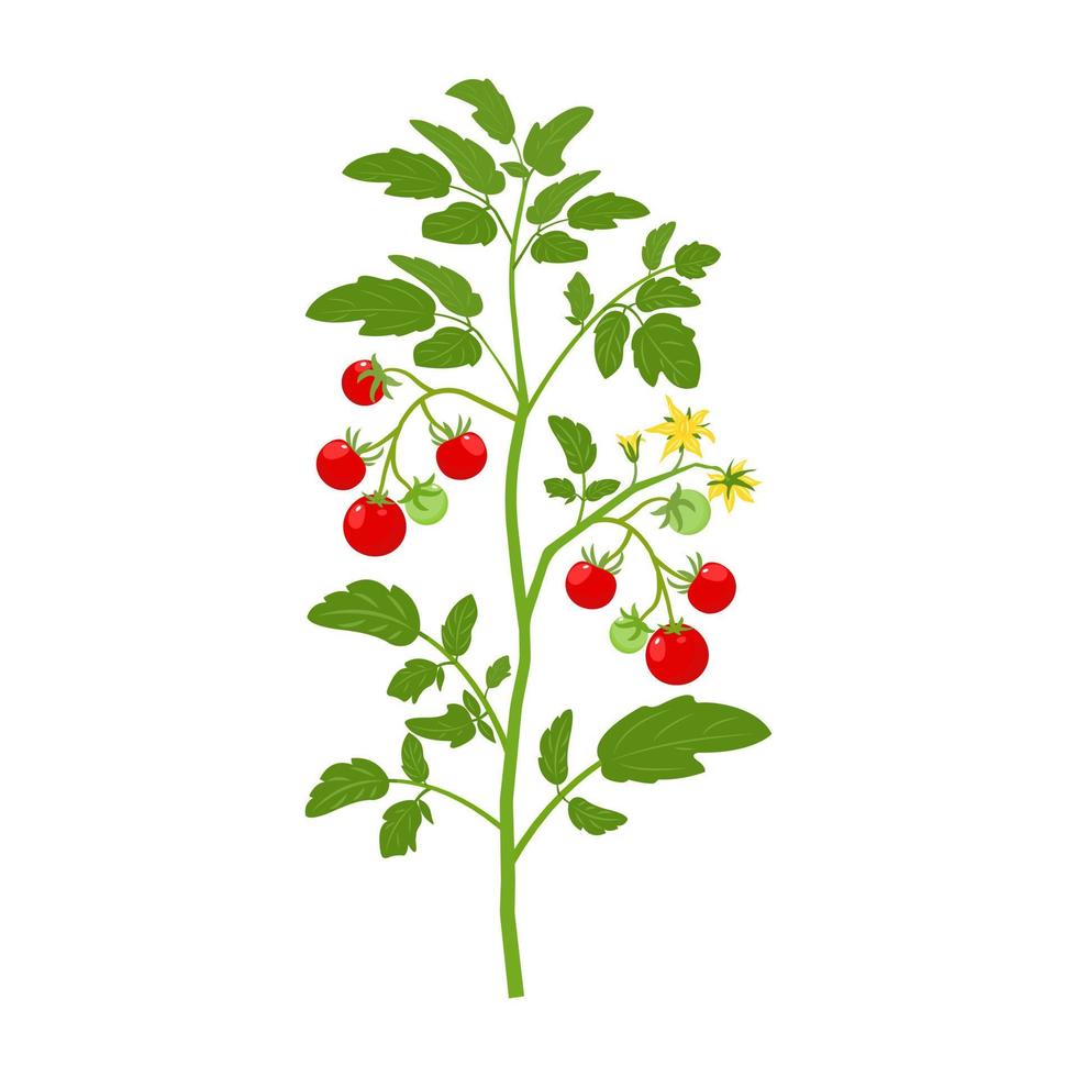 Buschtomaten mit Früchten und Blumen. Vektor-Illustration des Anbaus von Gemüse auf weißem Hintergrund. vektor