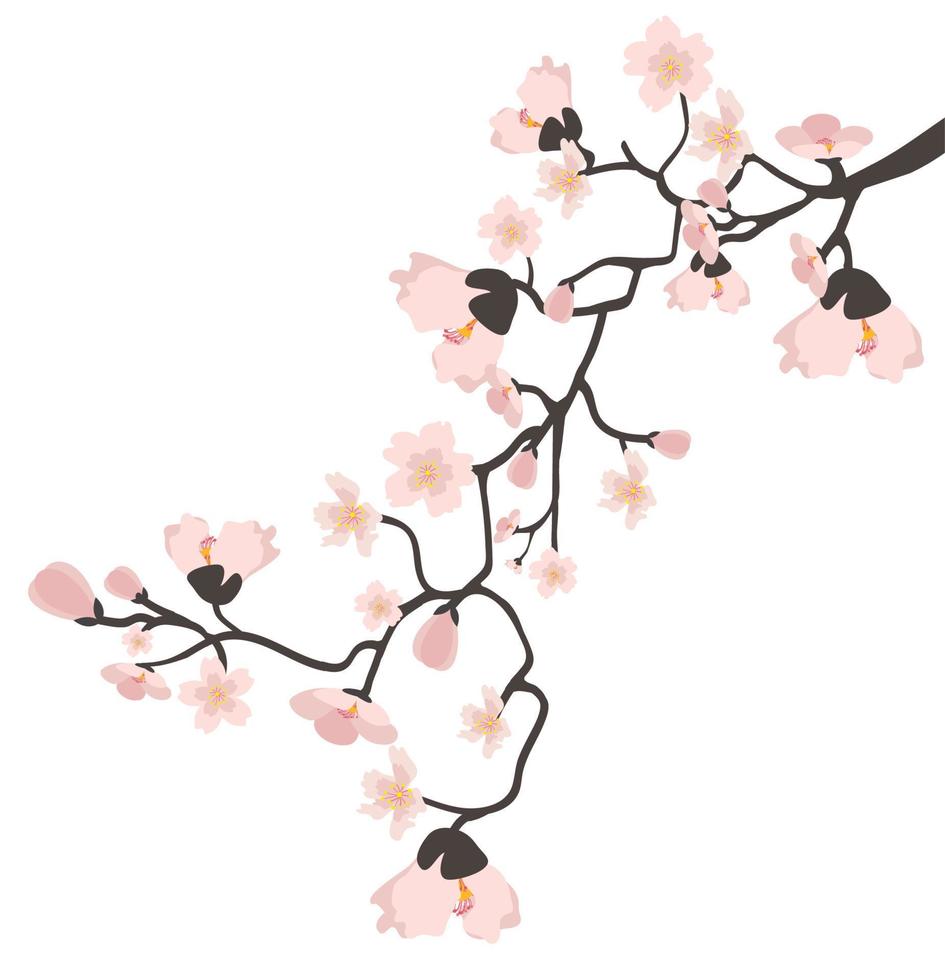 rosa sakura-blumenzweig auf hintergrund vektor