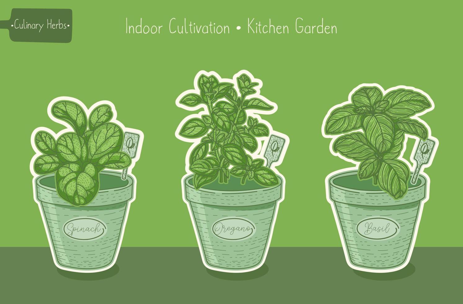 matväxter för köksträdgård, basilika och spenat och oregano grön handritad illustration vektor