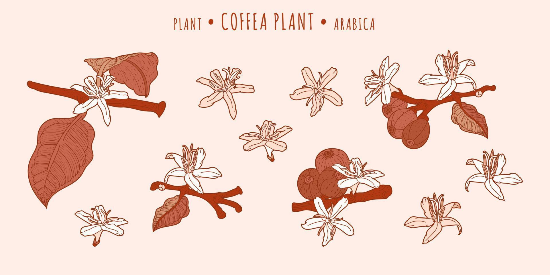 Coffea-Arabica-Pflanze. Kaffeefrüchte und Blumen auf Ästen in handgezeichneter Technik vektor