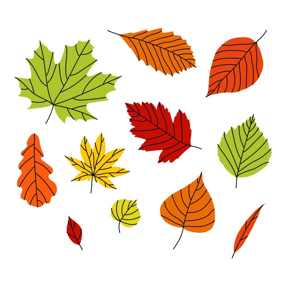 Satz Herbstblätter verschiedener Bäume. Vektorsatz isoliert auf weißem Hintergrund vektor