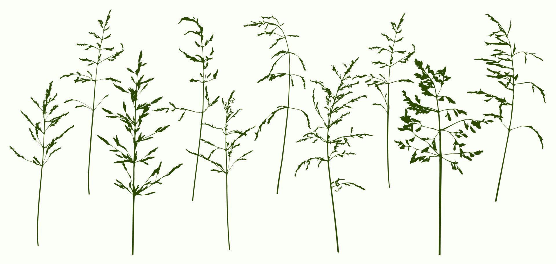 set med monokroma delikata tunna silhuetter av torra vilda örter. enkel vild siluett av ängsgräs. vektor illustration