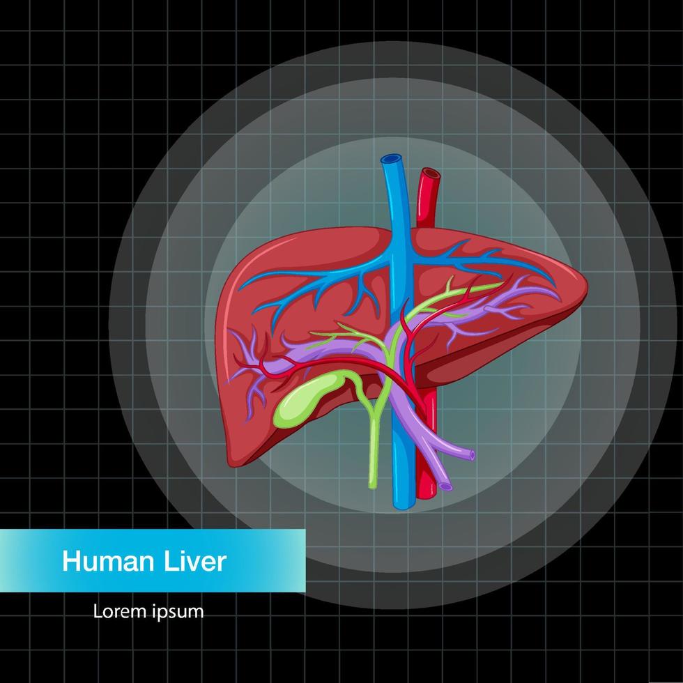 menschliches inneres organ mit leber vektor