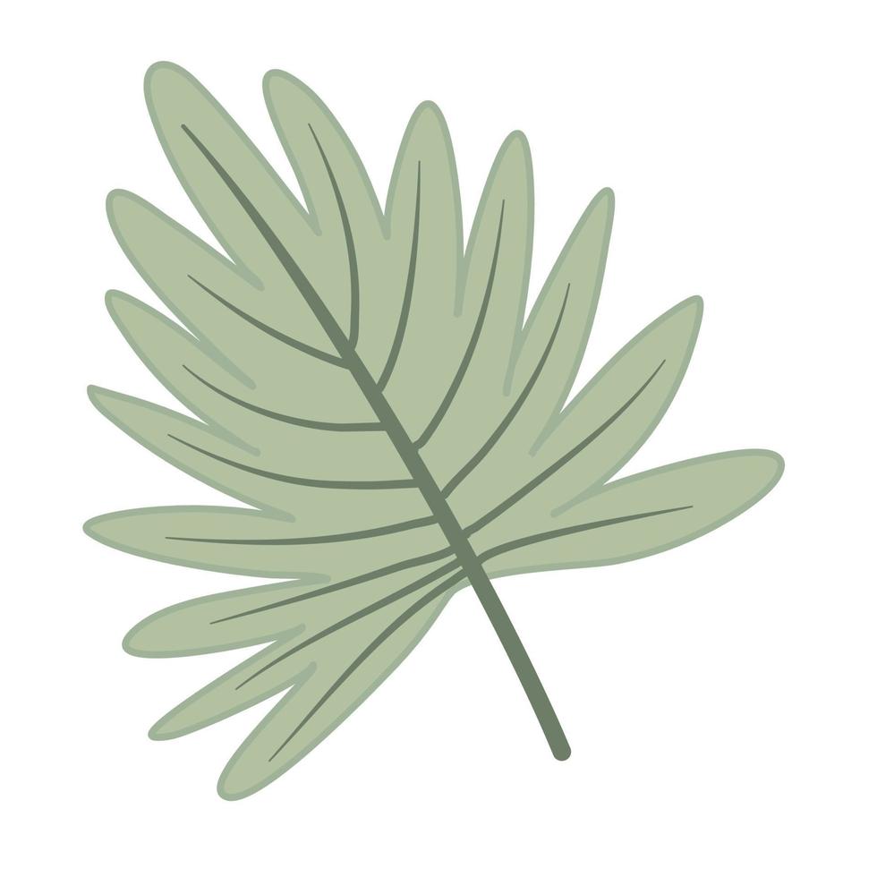 tropiska löv vektor för solfjäder palmblad