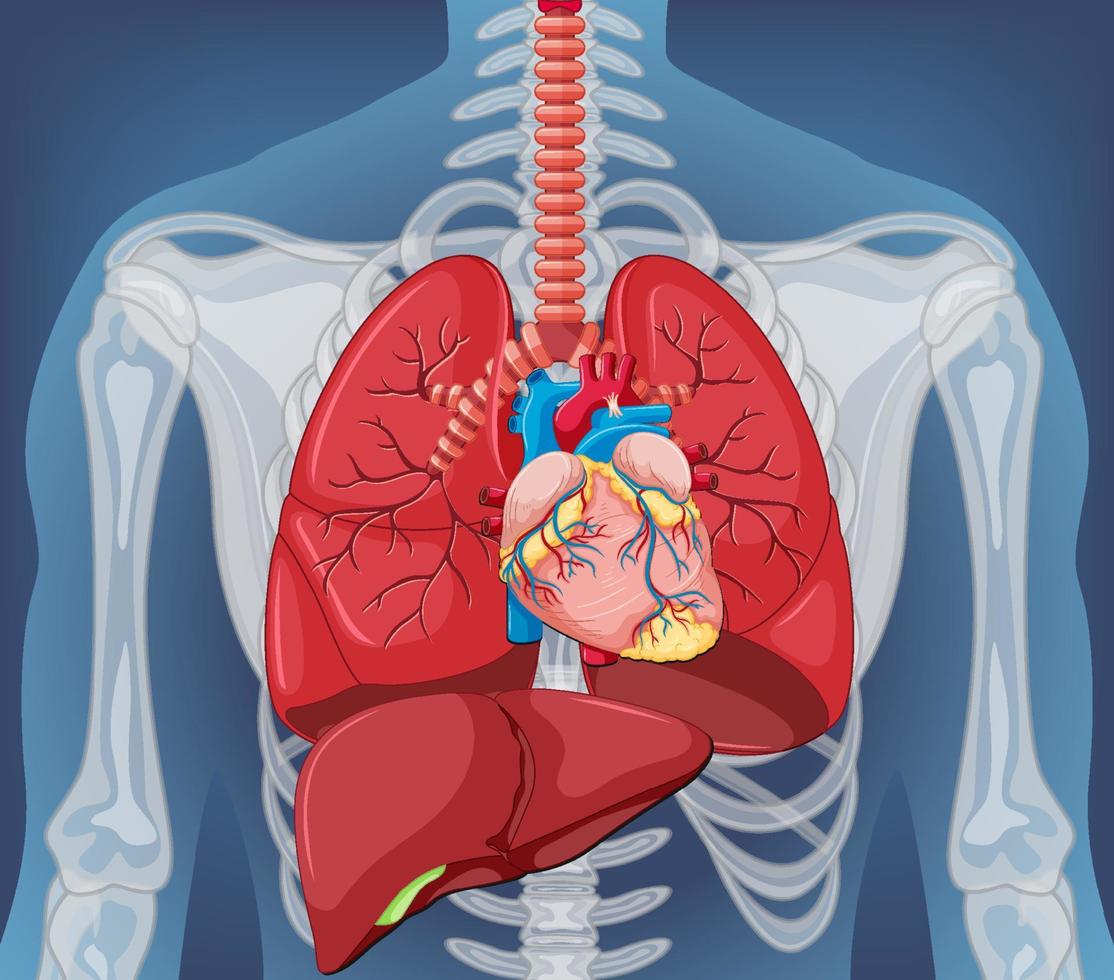 mänskligt inre organ med lungor vektor