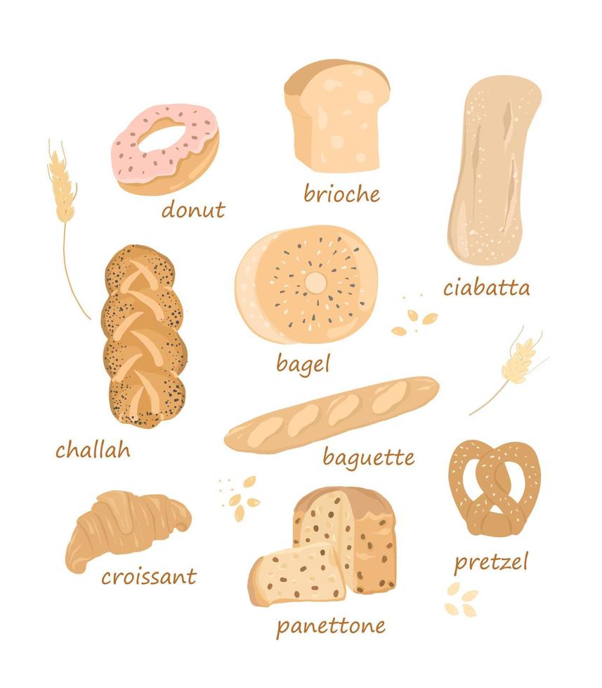 Set mit Backwaren. baguette, ciabatta, brezel, brioche. bunte vektorillustration lokalisiert auf weißem hintergrund. verschiedene Arten von süßem Gebäck. vektor