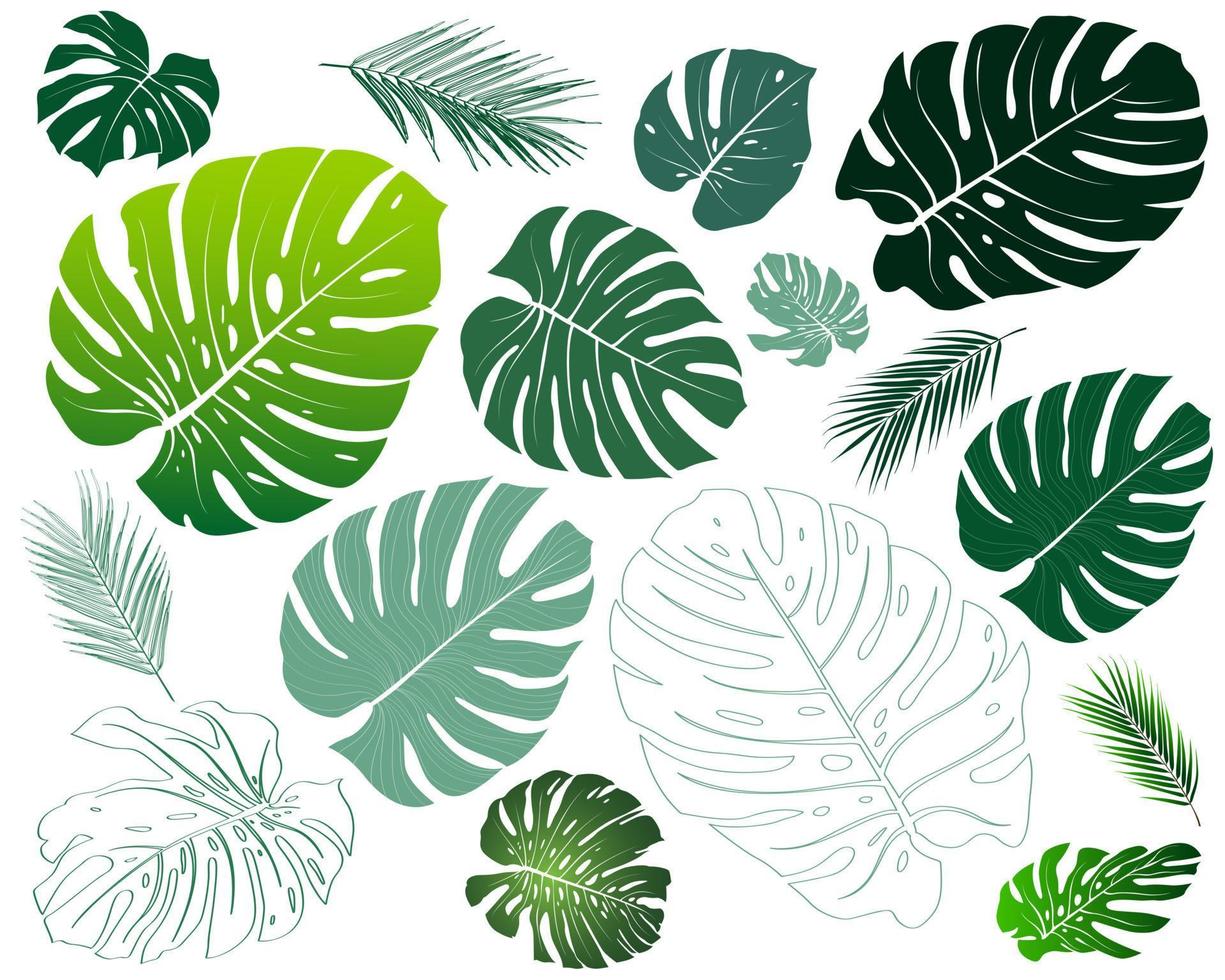 typ av växt philodendron, monstera. element olika botaniska lövverk grön natur botanik tropiska blad samling set. isolerade utskärning på vit bakgrund. vektor för sommar dekoration design.