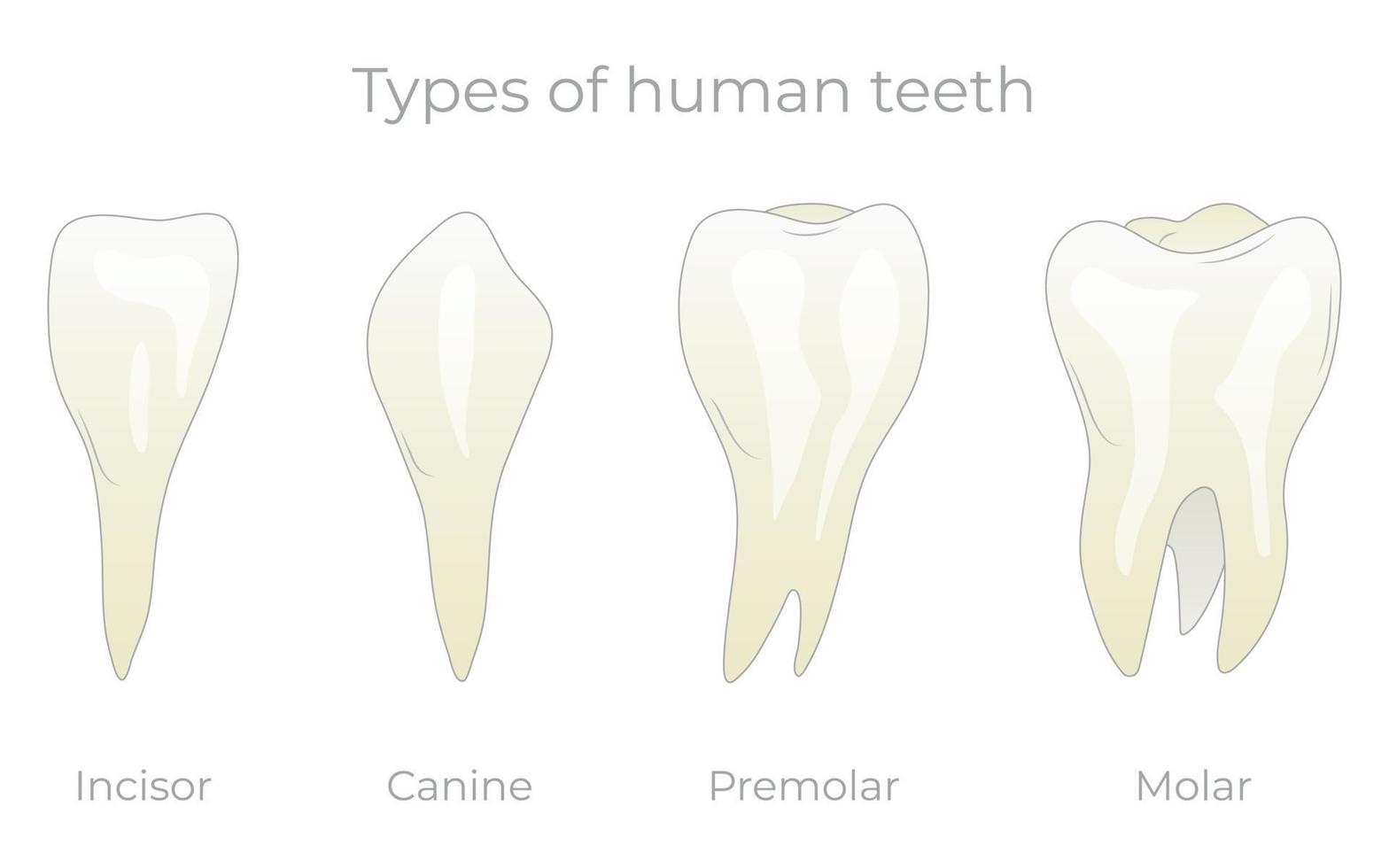 Zähne Typen Vektor-Illustration. verschiedene gesunde menschliche zahnsammlung. anatomische Formunterschiede von Schneidezähnen, Eckzähnen, Prämolaren und Molaren vektor