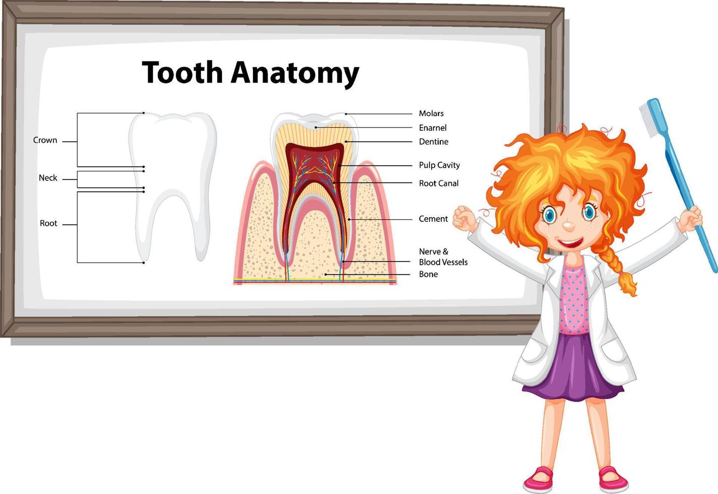 Infografik des Menschen in der zahnmedizinischen Zahnanatomie vektor