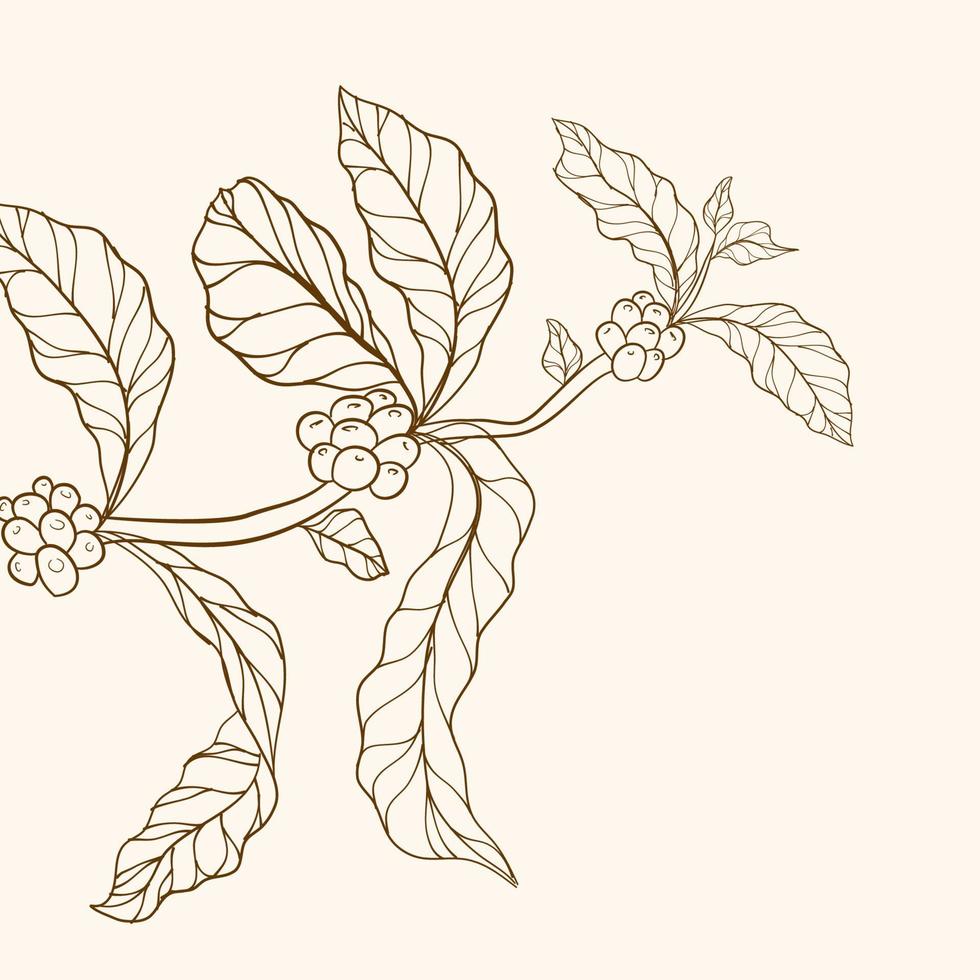 handritad kaffegren. graverad kaffeböna och växt. kaffe träd vektor. kaffeträd illustration. böna och träd. vektor