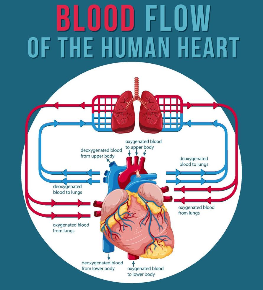 blodflödet i det mänskliga hjärtat vektor