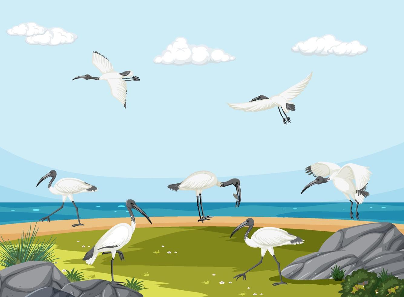 australisk vit ibis-grupp i våtmarkslandskap vektor