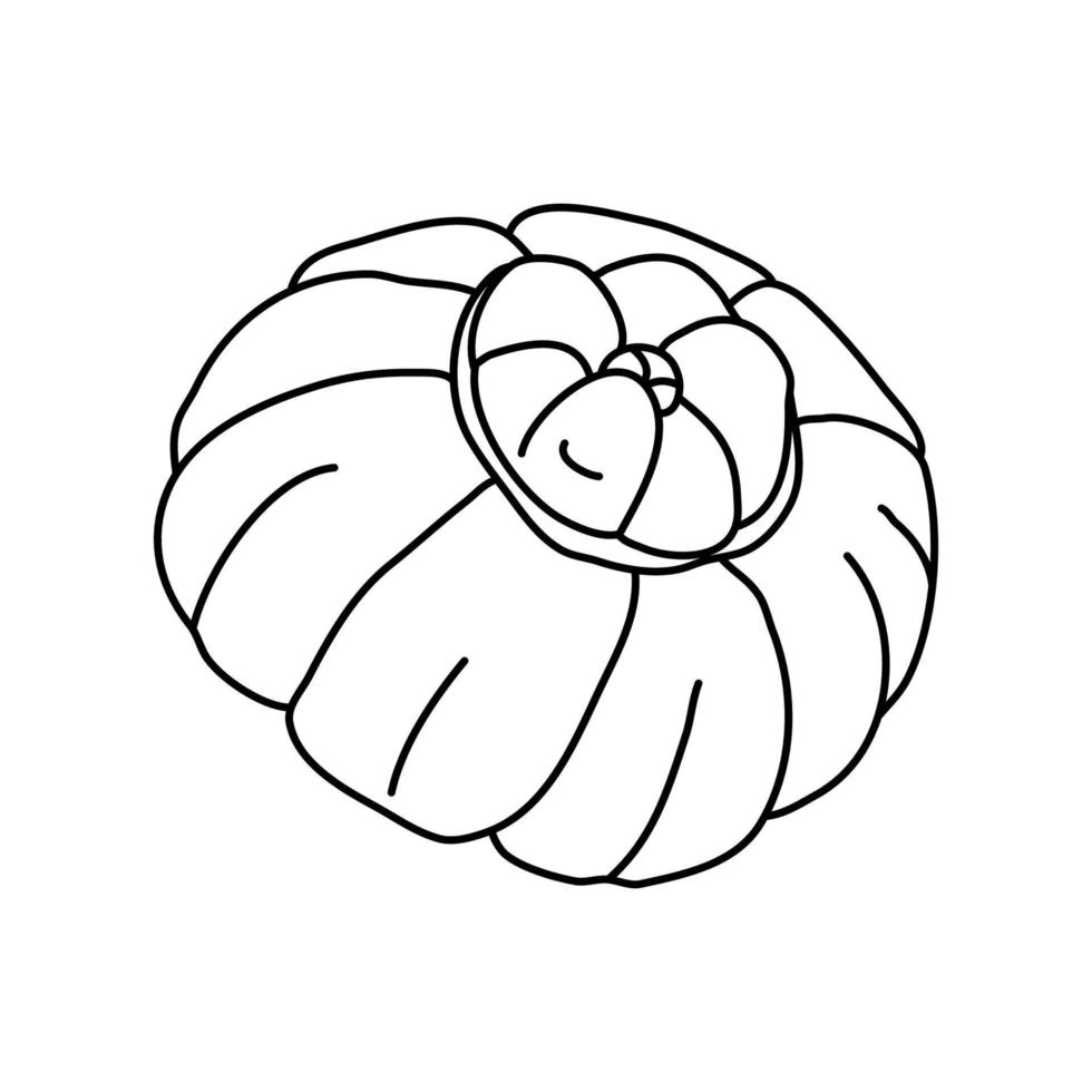 turban squash i doodle stil. isolerade kontur. handritad vektorillustration av en pumpa i svart bläck på vit bakgrund. bra för målarböcker. jordbruk trädgård tema. vektor