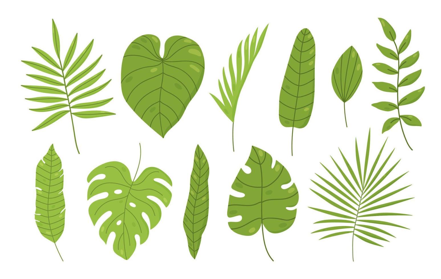 uppsättning tropiska löv isolerad på vit bakgrund. palm, monstera, bananblad, filodendron och andra. vektor handritad illustration i tecknad stil. perfekt för kort, dekorationer, inbjudningar