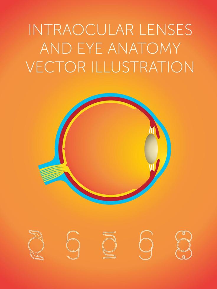 Intraokularlinsen und Augenanatomie-Vektorillustration vektor