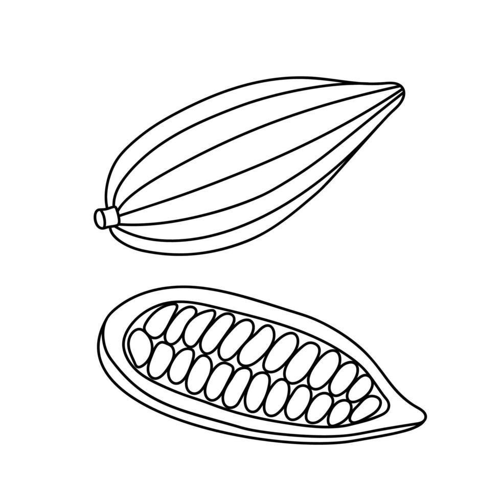 Kakaoschote mit Bohnen im Doodle-Stil. vektor