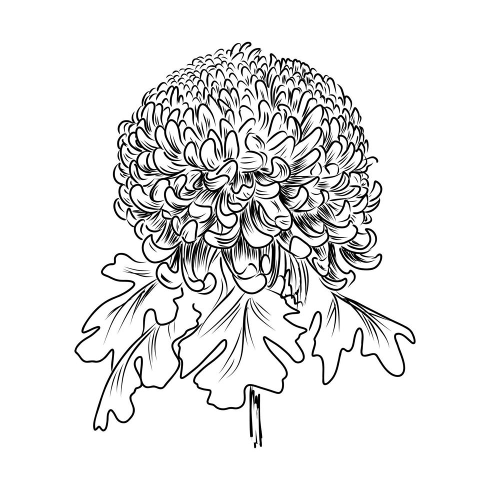 Chrysantheme-Vektorskizze vektor