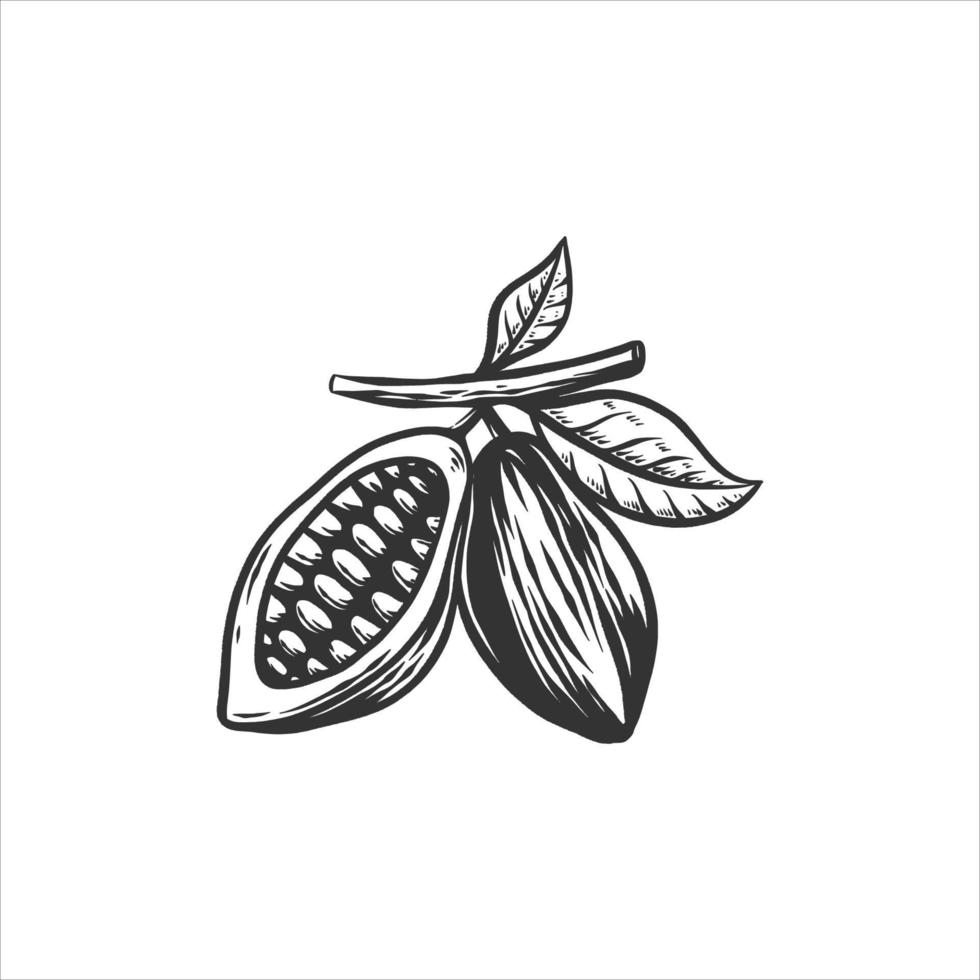 kakao frukt handritad illustration vektor