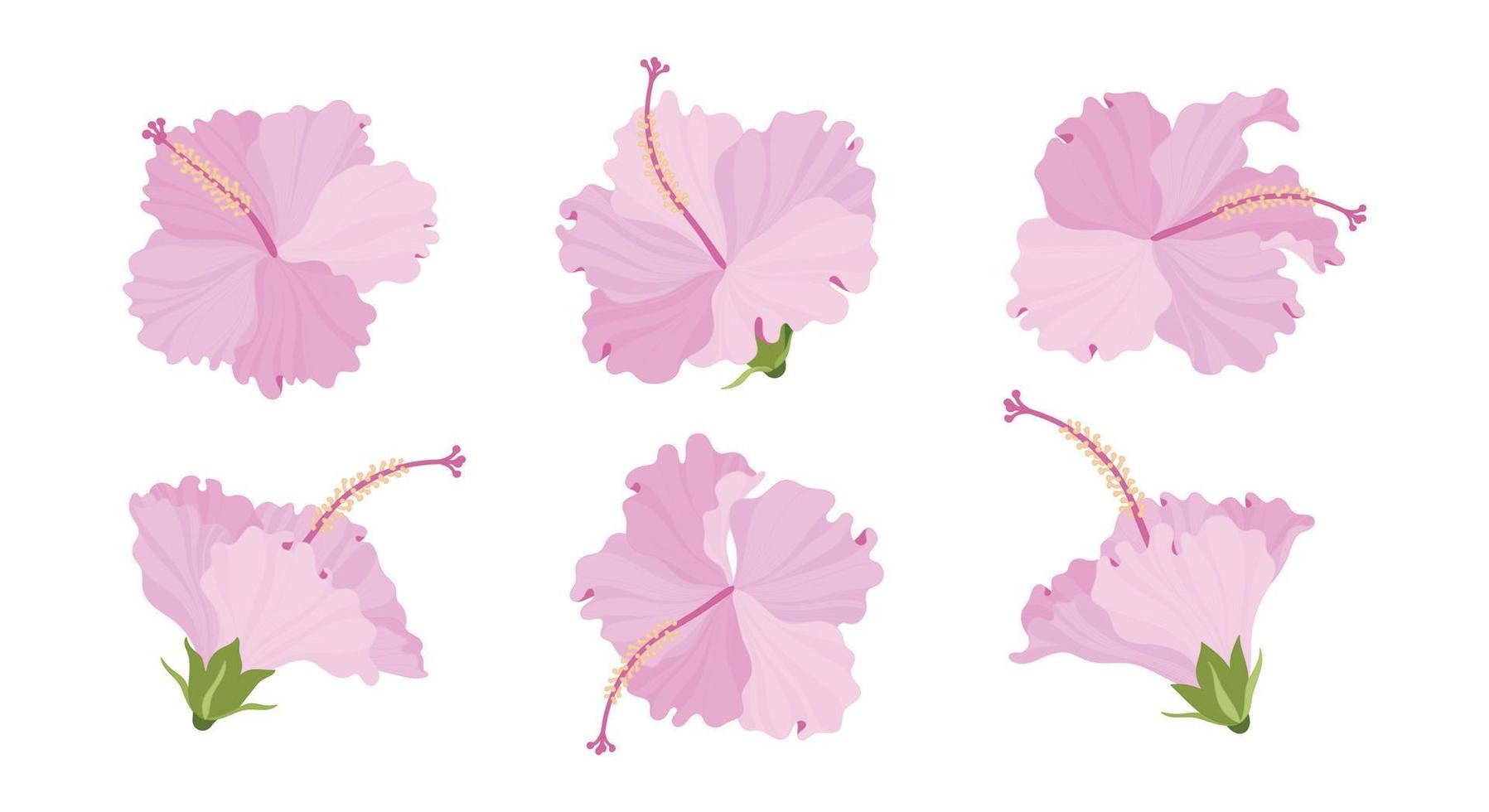 uppsättning av rosa hibiskus blommande blommor illustration. vektor