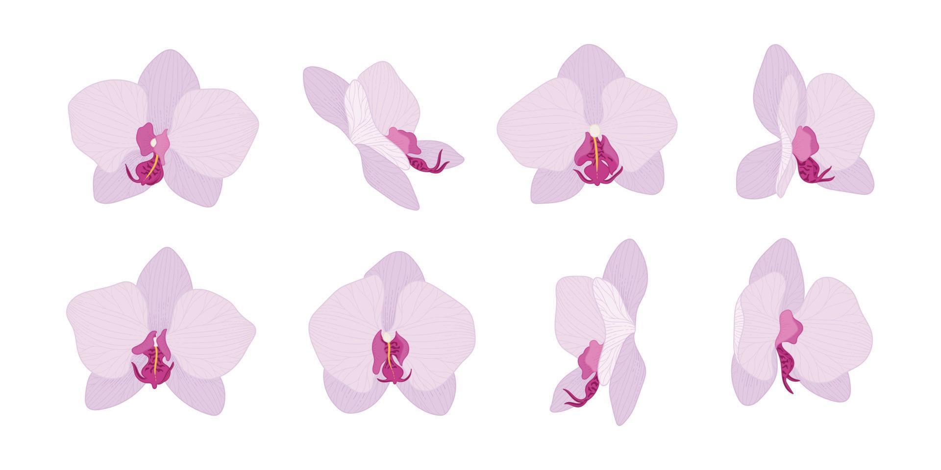 uppsättning av rosa orkidé blommande blommor illustration. vektor