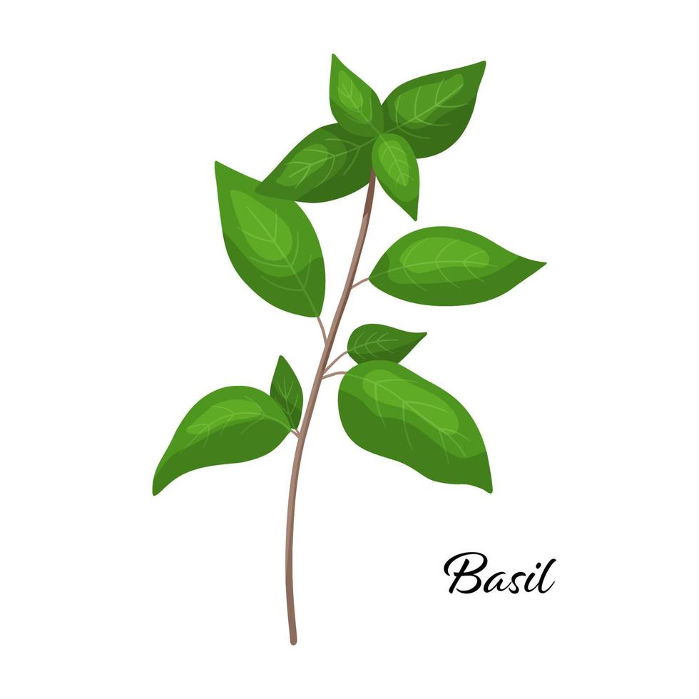 grön basilika gren krydda. vektor illustration isolerade på vitt. basilikaört för designelement i kulinariska, matlagningsingrediens, paketdekoration, klistermärke, etikett