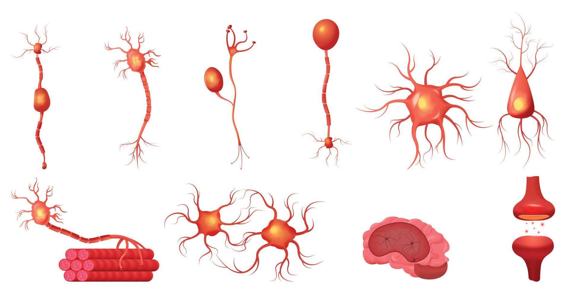 neurovetenskap neuron Ikonuppsättning vektor