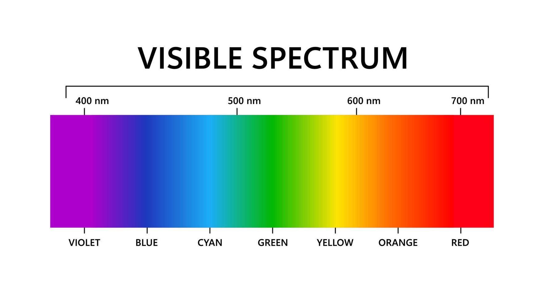 spektrum av synligt ljus. elektromagnetiskt synligt färgspektrum för mänskligt öga. vektor gradientdiagram med våglängd och färger. pedagogisk illustration på vit bakgrund