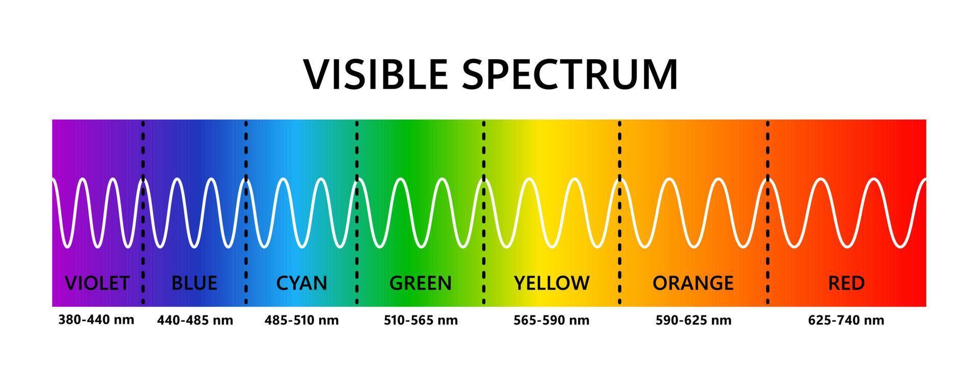 spektrum av synligt ljus. optisk ljusvåglängd. elektromagnetiskt synligt färgspektrum för mänskligt öga. vektor gradientdiagram med våglängd och färger. pedagogisk illustration på vit bakgrund