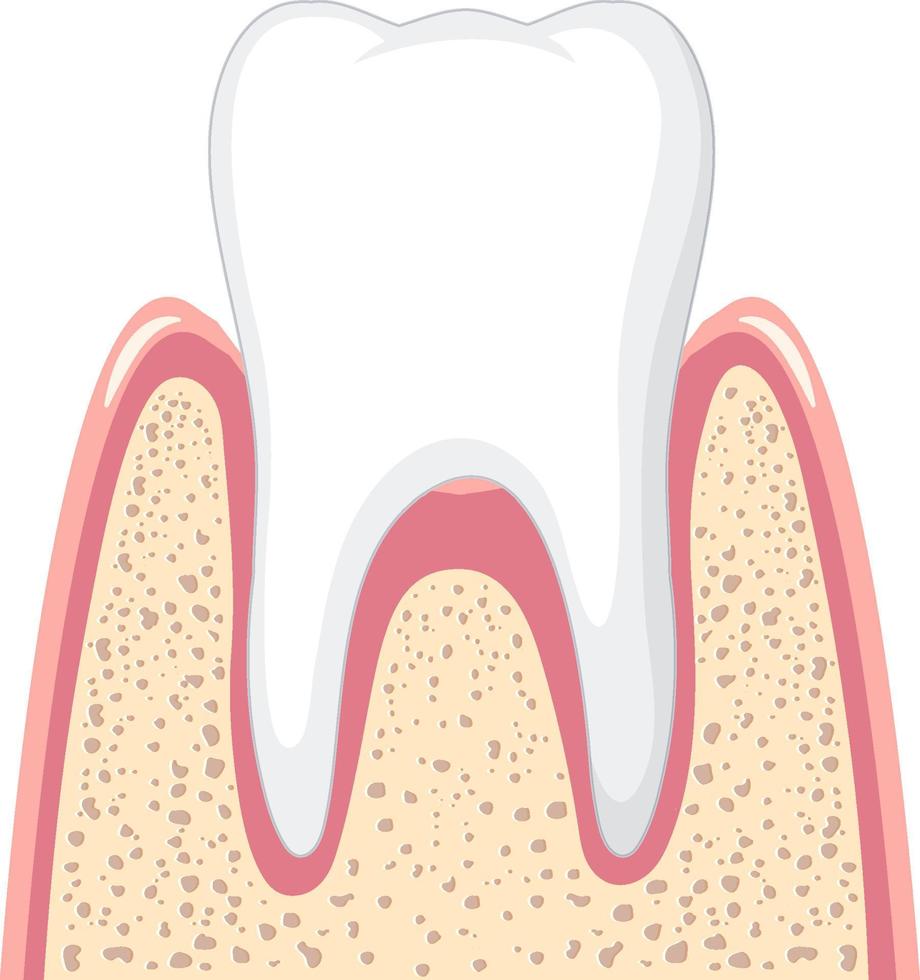 stark tand i tandköttet på vit bakgrund vektor