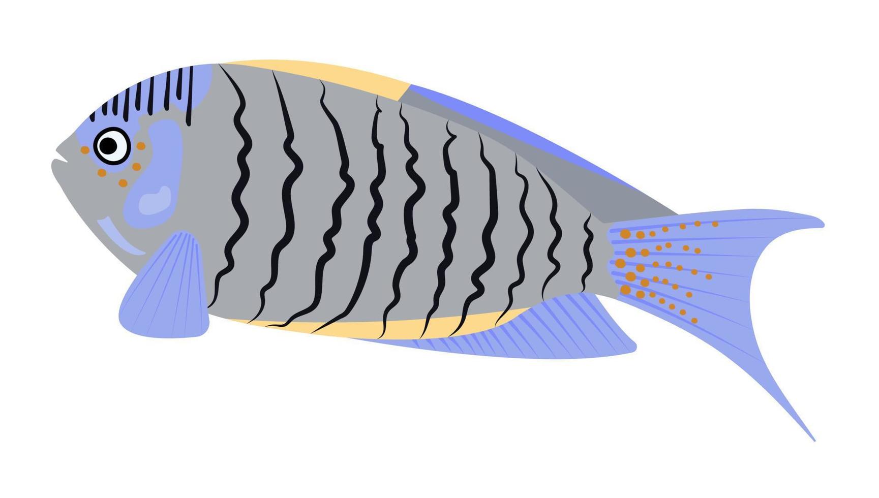 gråblå ängelfisk, illustration vektor