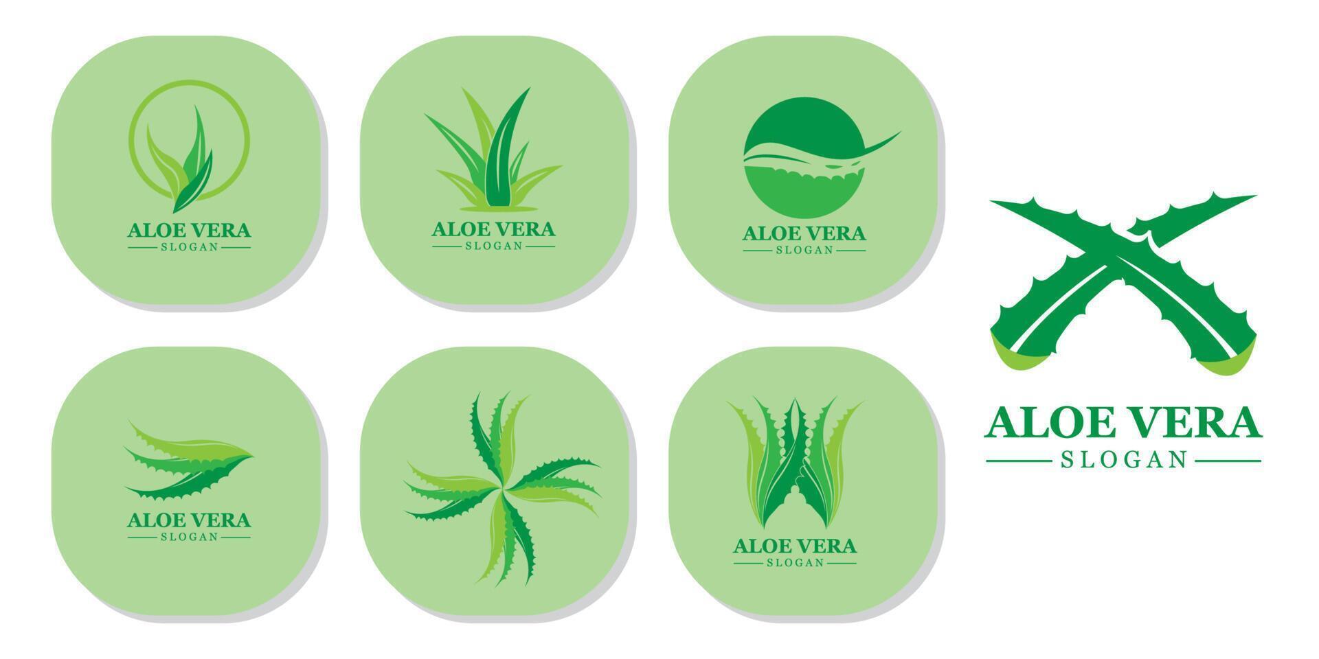 grön växt aloe vera logotyp vektor ikon symbol många fördelar