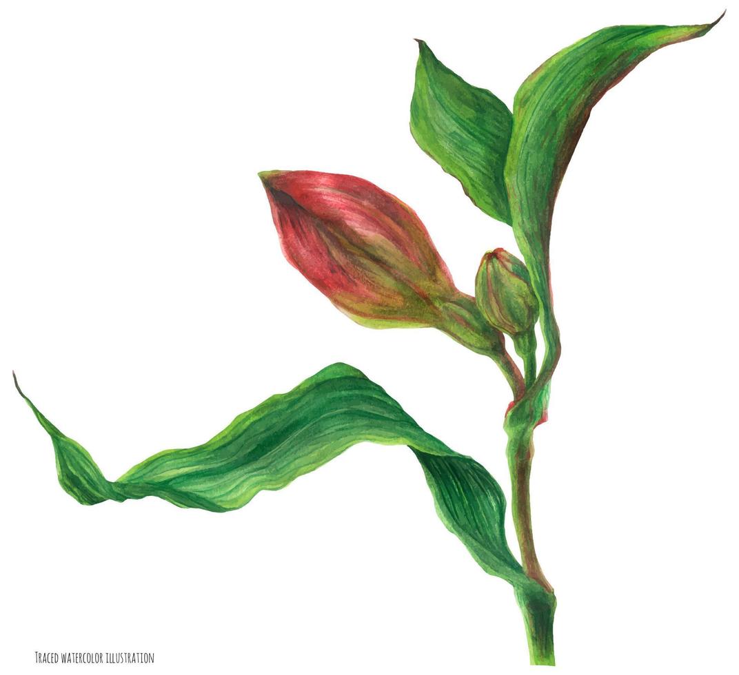 röda alstroemeria knoppar och blad på en gren, spårad botanisk akvarell vektor