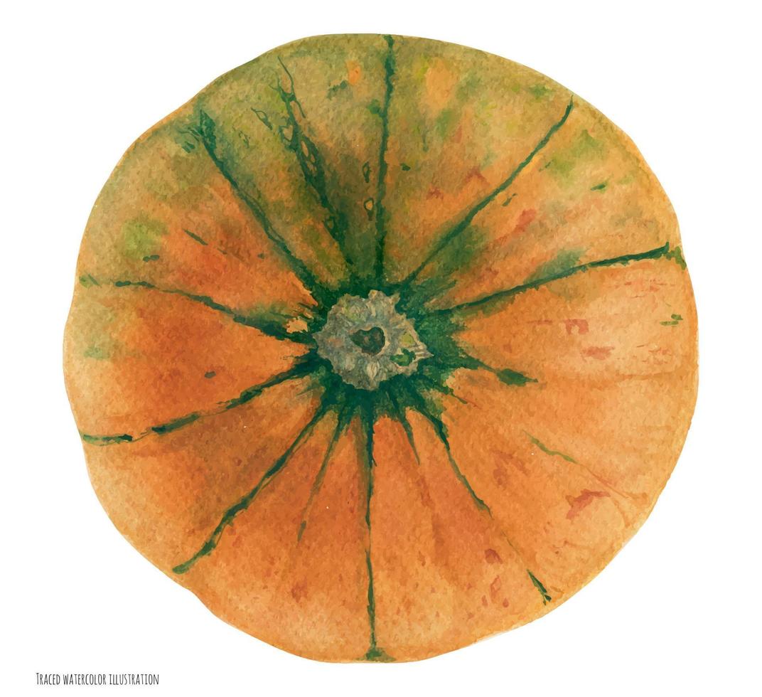 orange-grüner karnevalskürbis, botanische realistische aquarellkunst, verfolgte illustration vektor