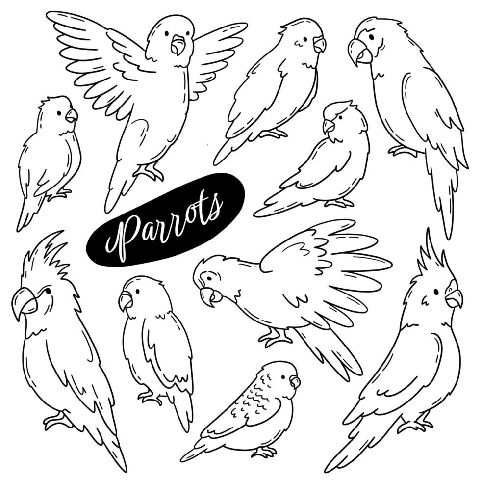 papegojor och tropiska fåglar vektor doodle handritad uppsättning. typer av psittacidae linjära ikoner, kakaduor, aror, lovebirds och undulat