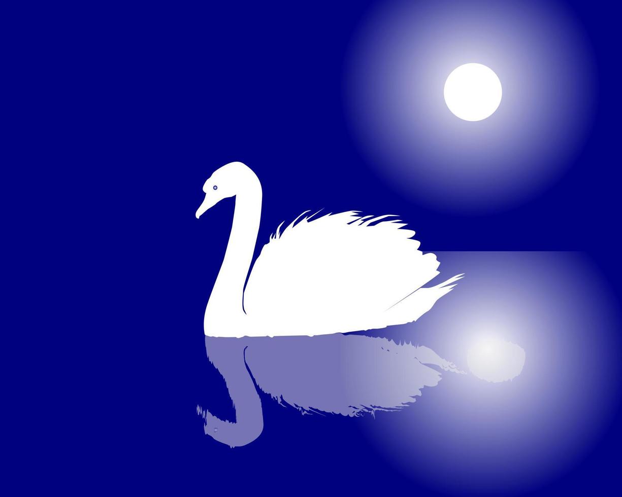 weißer Schwan, der auf dem Wasser gegen den Nachthimmel schwimmt vektor