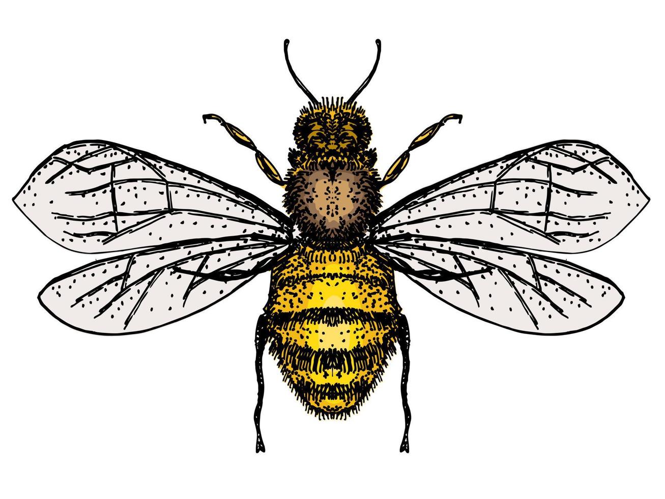 Bienenisolat auf weißem Hintergrund. Bienenlogo, handgezeichnete Skizze der Biene vektor
