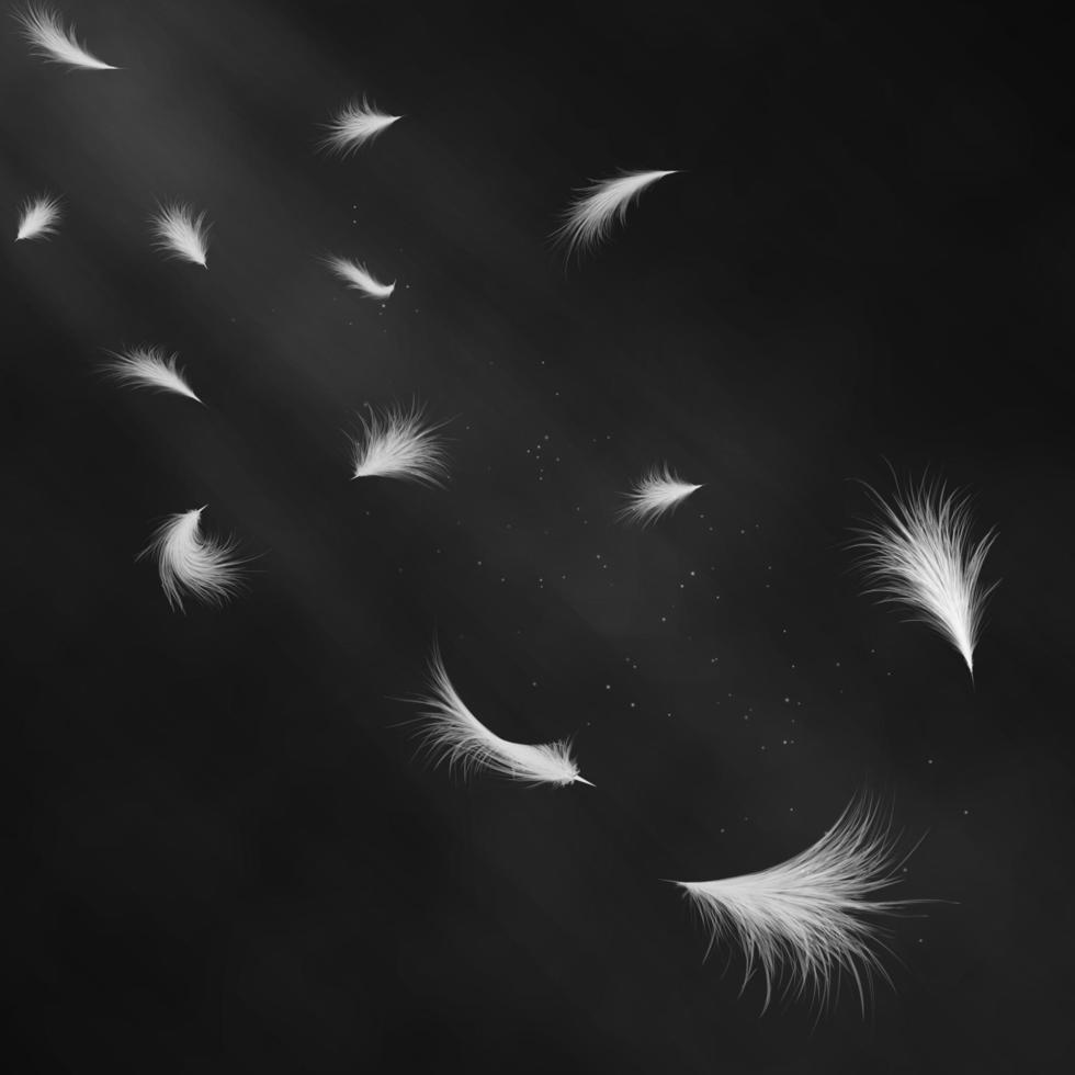realistiska 3d detaljerade vita svanfjädrar på en svart bakgrund vektor