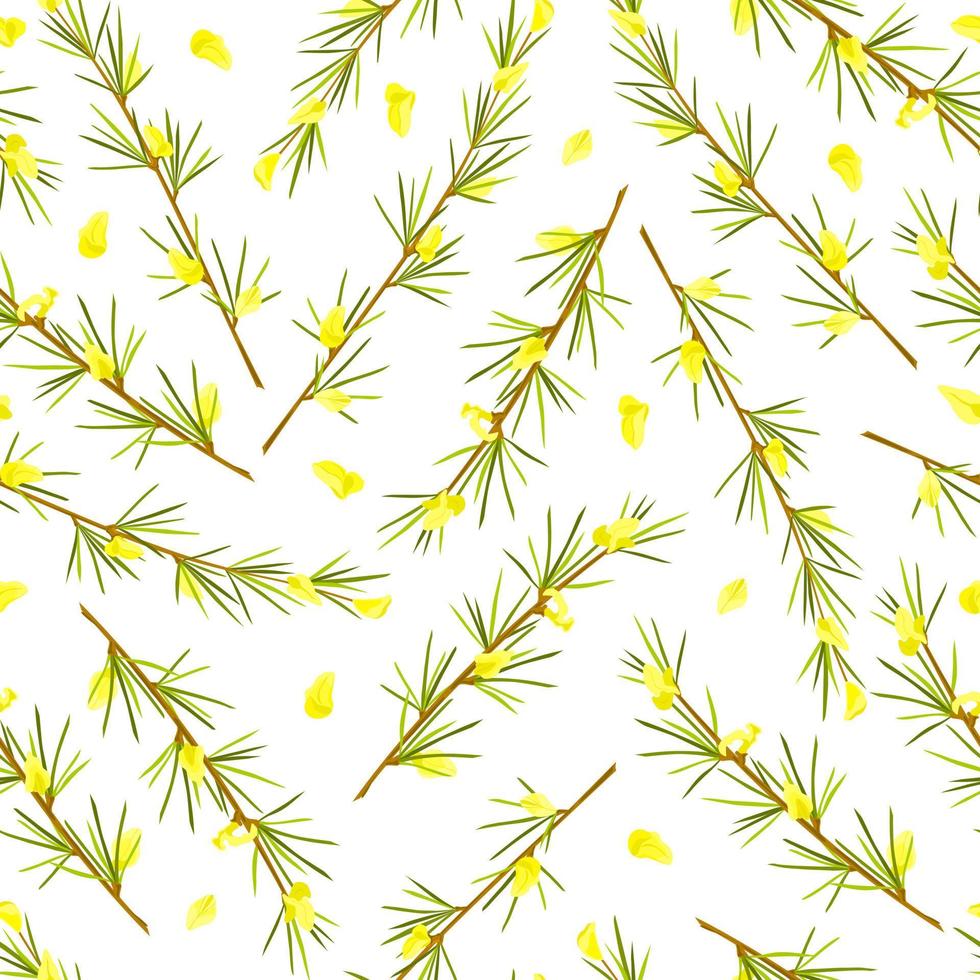 Rooibos-Kraut auf weißem, isoliertem Hintergrund, nahtloses Muster. Stiel mit Blättern und Blüten. Roibuschtee. Vektor-Cartoon-Illustration vektor