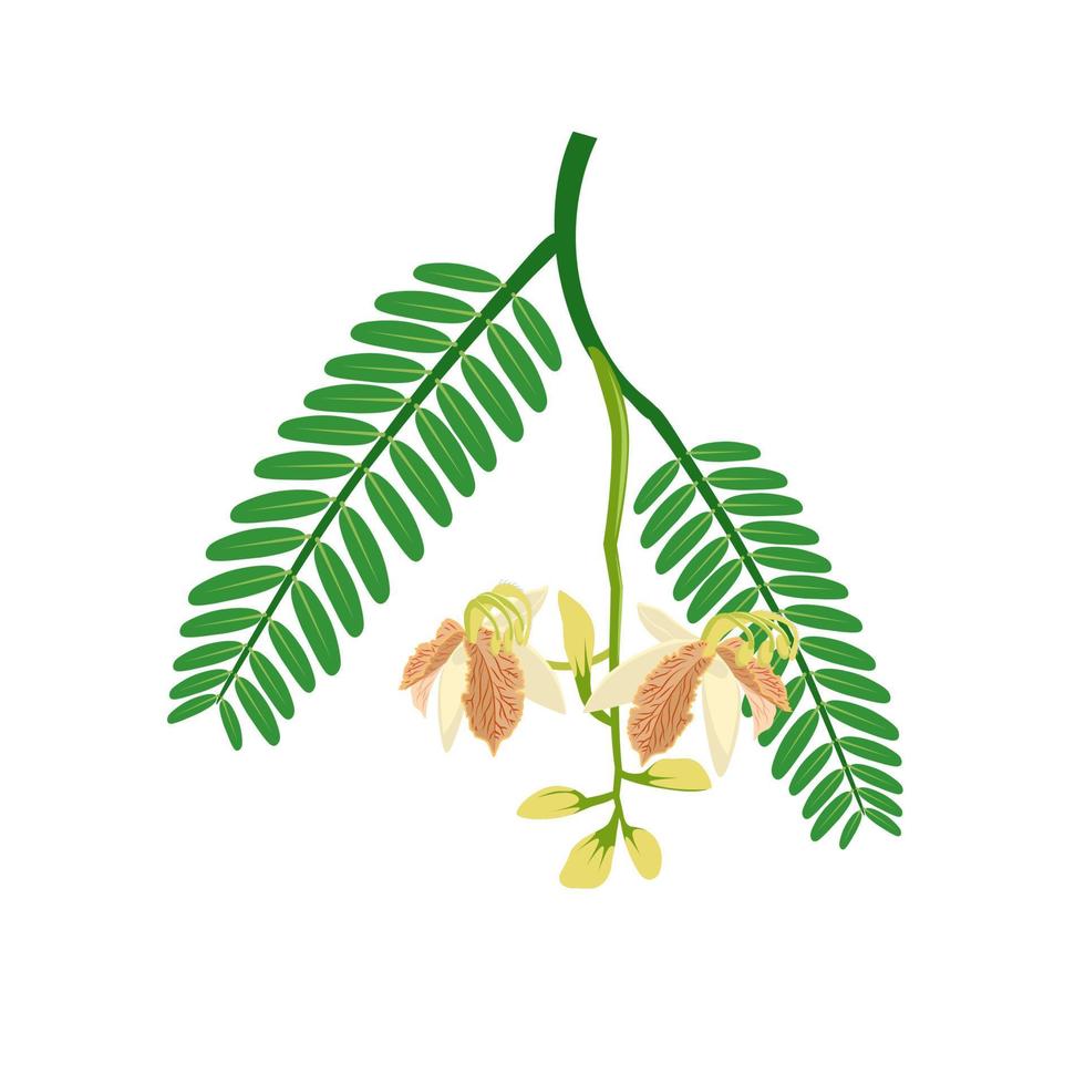 vektorillustration der tamarindenblume oder tamarindus indica, mit grünen blättern, lokalisiert auf einem weißen hintergrund. vektor