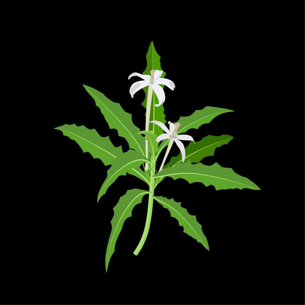 Kitolod Blume wissenschaftlicher Name Isotoma Longiflora, isoliert auf dunklem Hintergrund. Vektor-Illustration vektor