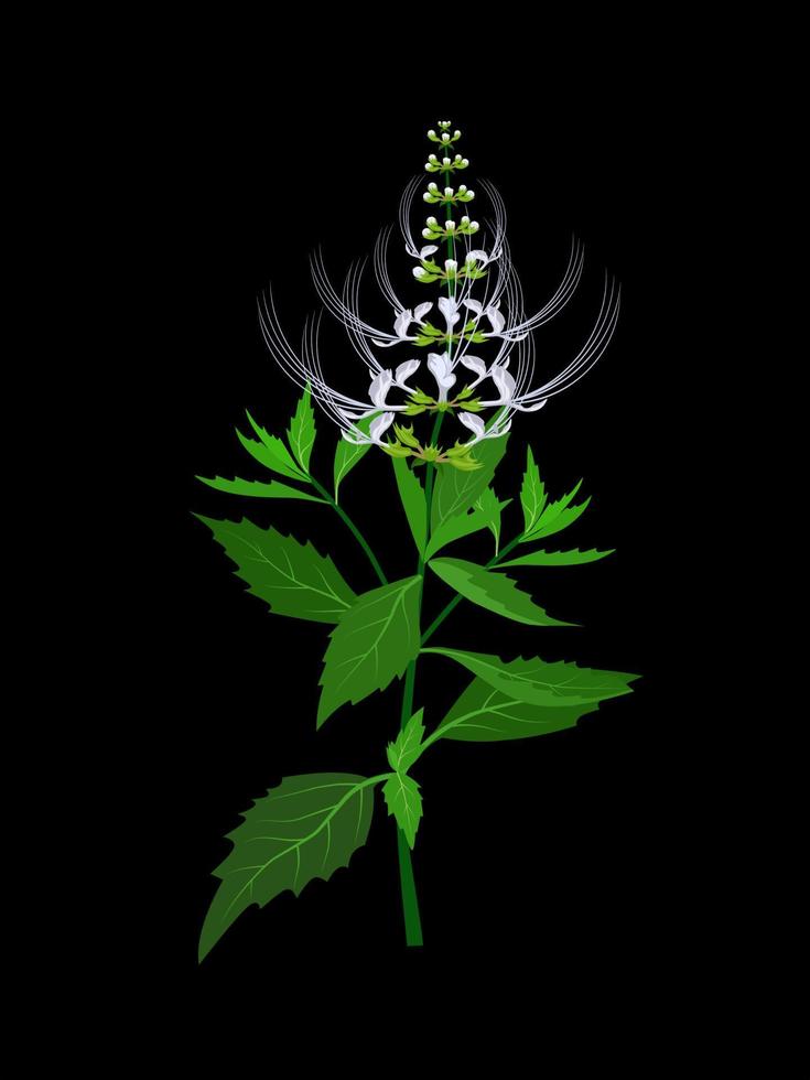 Nierenteepflanze oder javanischer Tee, wissenschaftlicher Name Orthosiphon aristatus, isoliert auf dunklem Hintergrund. Vektor-Illustration. vektor