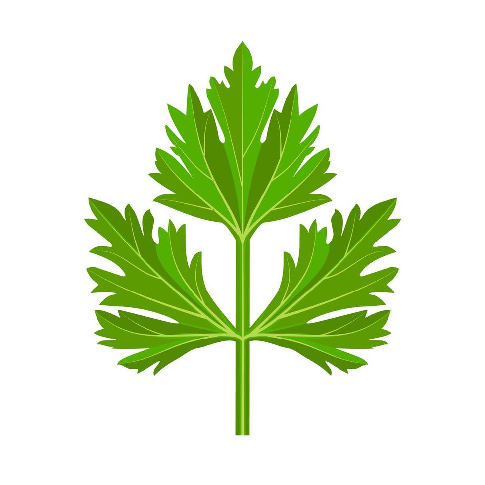 frische grüne Petersilienblätter auf weißem Hintergrund. Petersilie isoliert. Vektor-Illustration. vektor